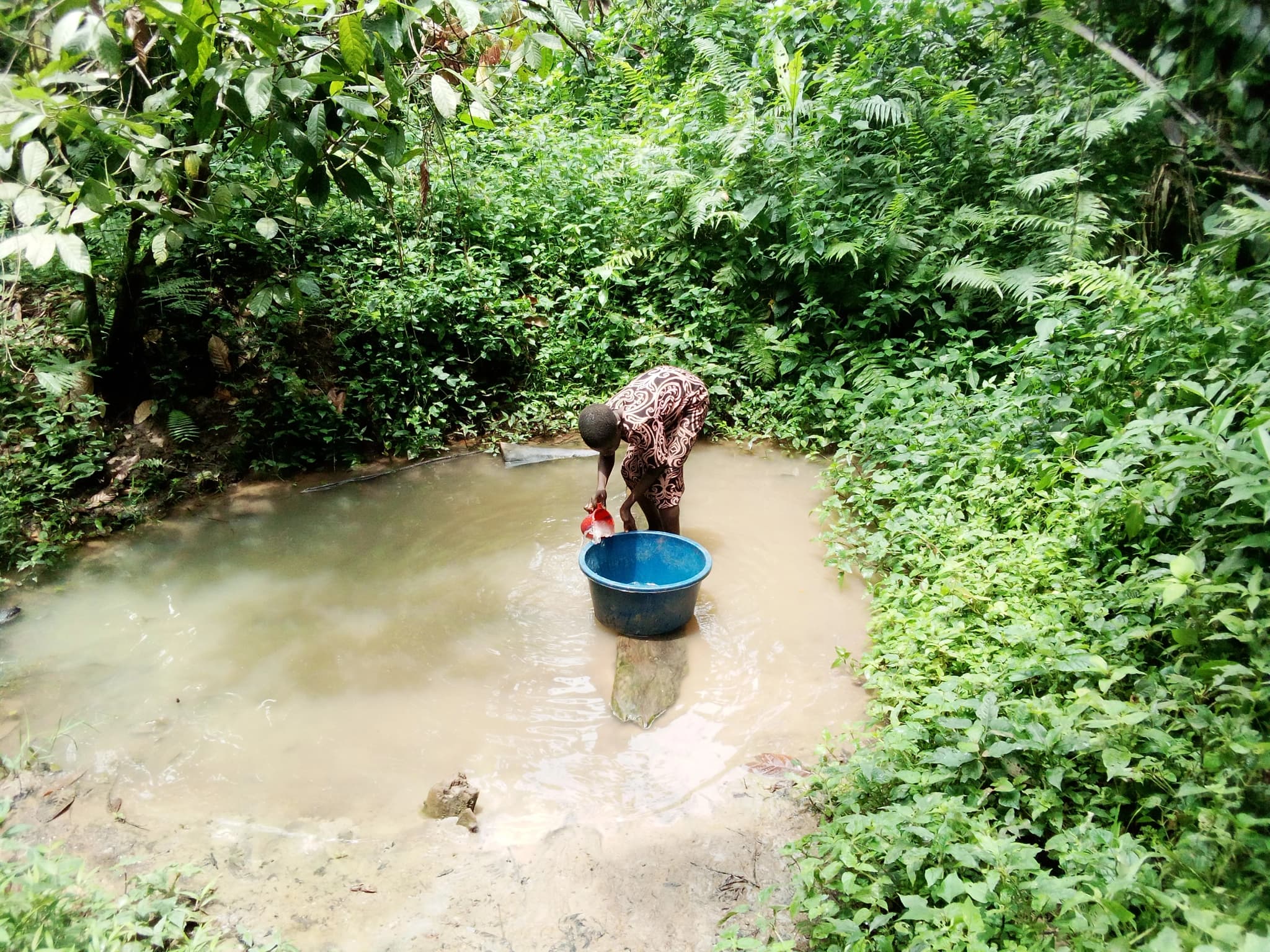 A person collects water in a blue bucket from a small, muddy pond surrounded by dense green foliage.