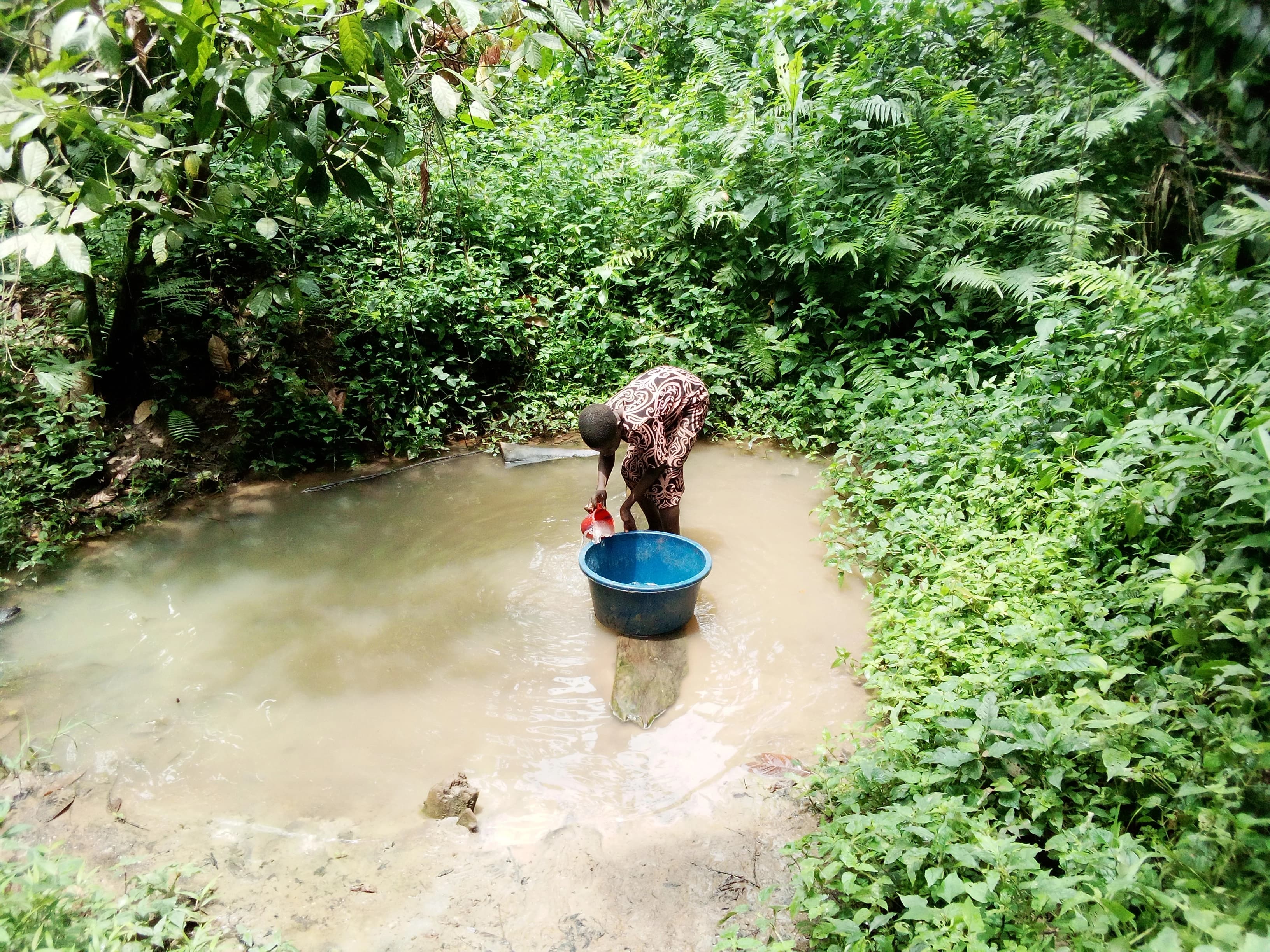 A person collects water in a blue bucket from a small, muddy pond surrounded by dense green foliage.